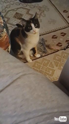 「Gromit The Jealous Cat || ViralHog」