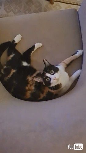 「Gromit The Jealous Cat || ViralHog」