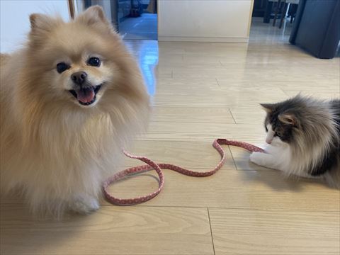 ワンコと猫