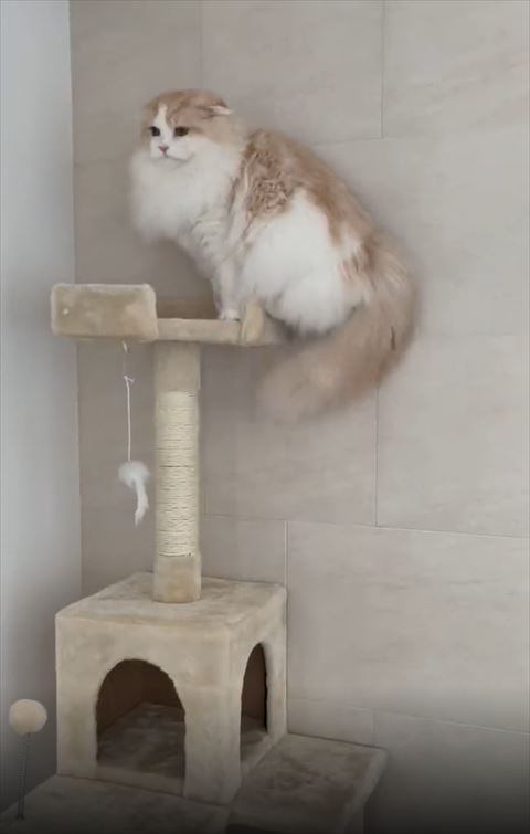 タワーの上にいる猫の口がむんってなってる