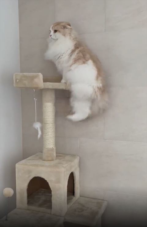 タワーに前足でつかまり下半身ぶらん