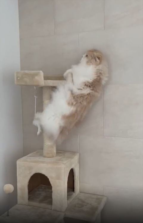 タワーに前足でつかまり下半身爪とぎ