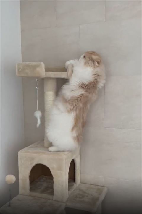 キャットタワー2足立ち