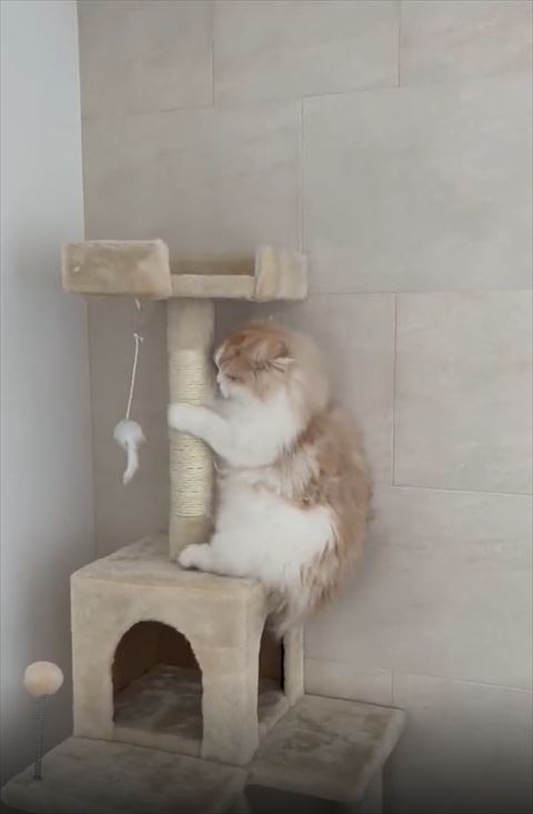 タワーでつめとぎにつかまって座ってる猫