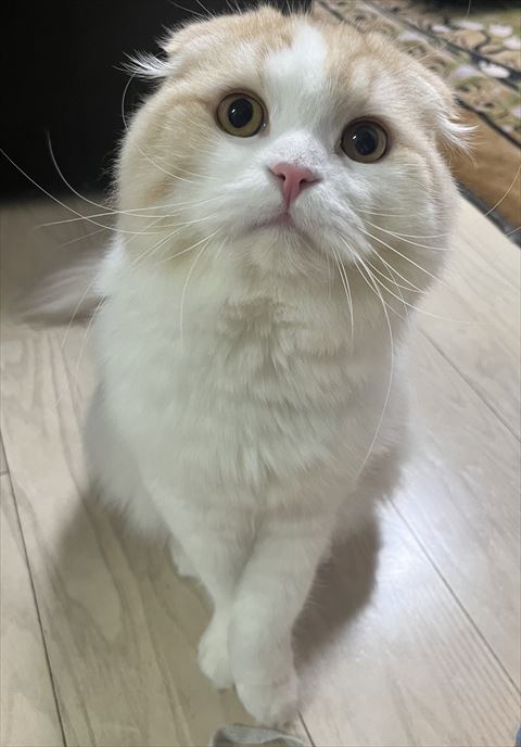 スコティッシュアップ