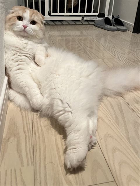セクシーな座り方する猫