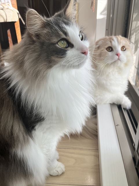 窓から外見る猫2匹