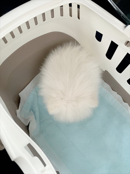 白ポメちゃんの成長