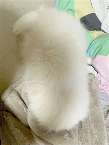 白ポメちゃんの成長