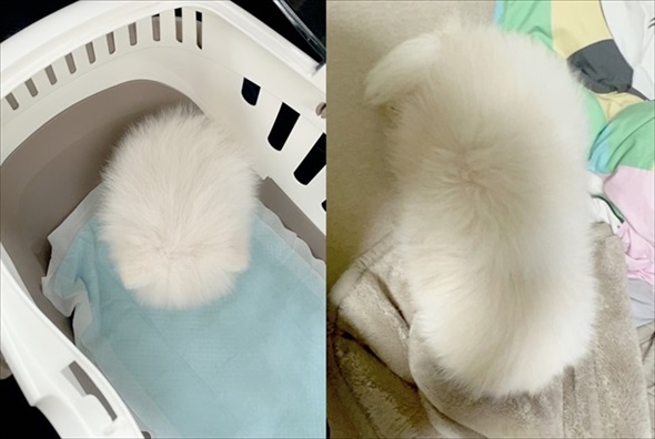 白ポメちゃんの成長