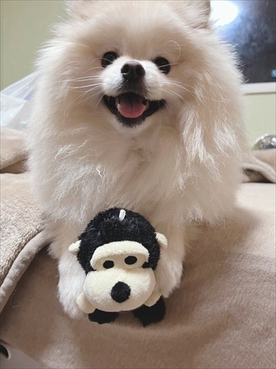 白ポメちゃんの成長