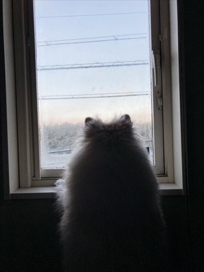 白ポメちゃんの成長