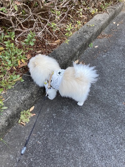 白ポメちゃんの成長