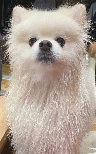 白ポメちゃんの成長