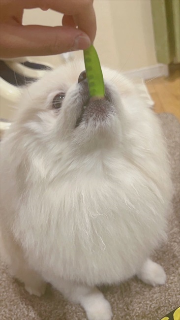 白ポメちゃんの成長