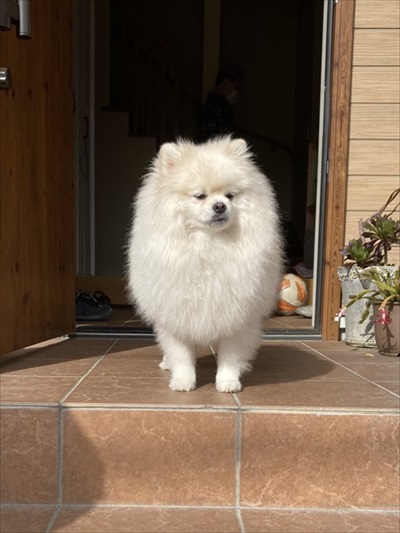 白ポメちゃんの成長