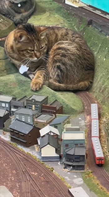 猫の視線