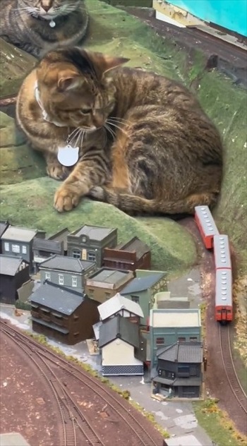 どかない猫ちゃん