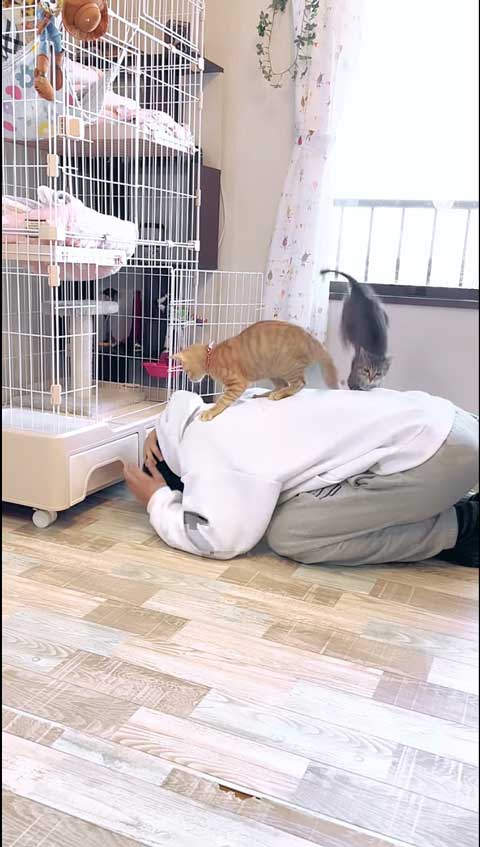 飛び乗る子猫