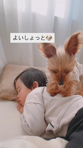 よいしょっと犬
