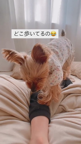 驚く飼い主のテロップ