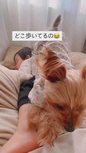 布団におりた犬