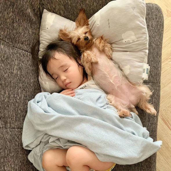 ソファでの犬と子ども