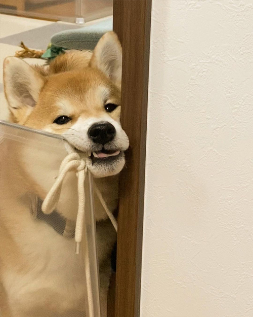 不満をあらわにする柴犬