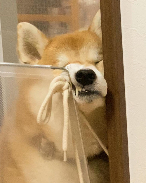 不満をあらわにする柴犬