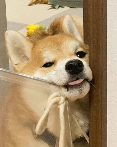 不満をあらわにする柴犬