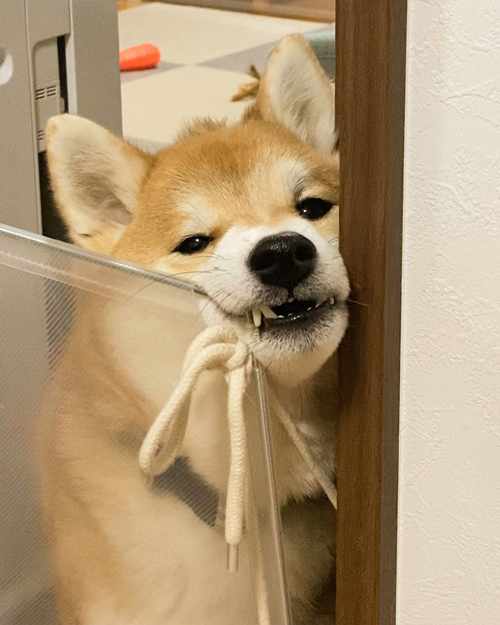 不満をあらわにする柴犬