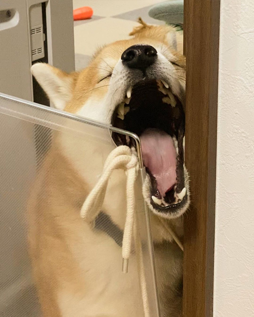 不満をあらわにする柴犬