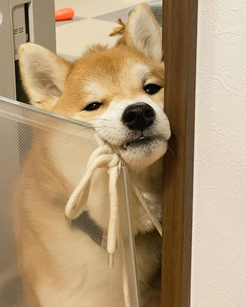 不満をあらわにする柴犬