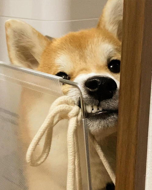 不満をあらわにする柴犬