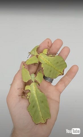 オオコノハムシ