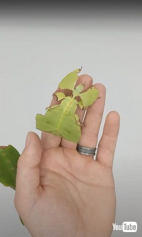 オオコノハムシ