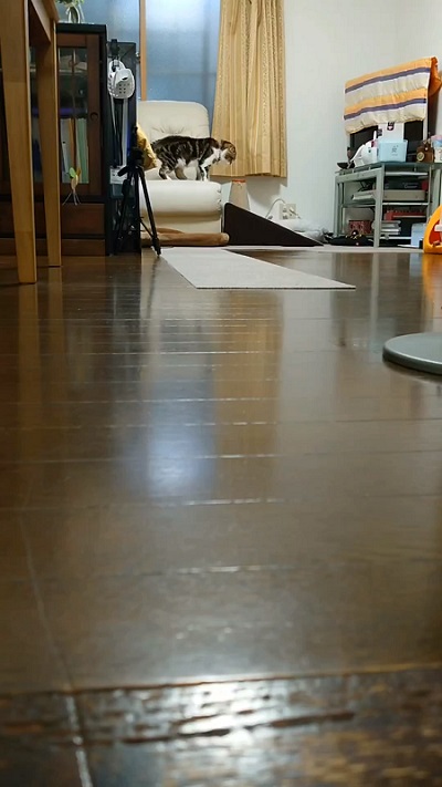 帰宅を察知した猫