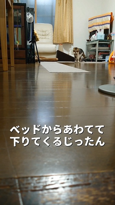 慌てる猫