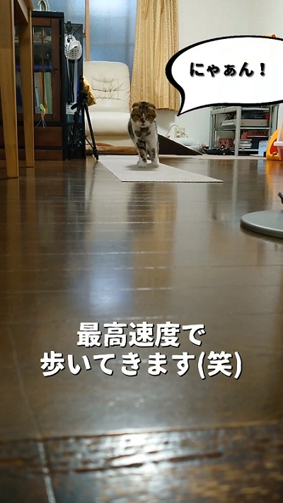 出迎える猫