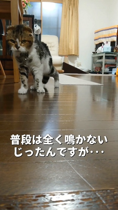 喜ぶ猫
