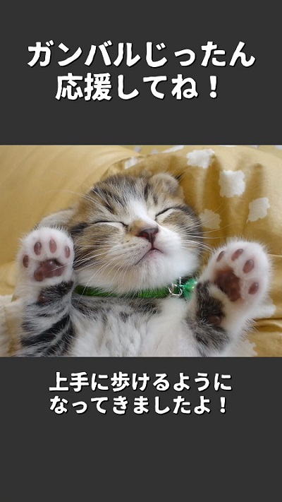 かわいい子猫
