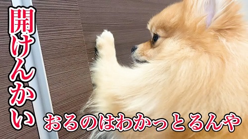 起こしたい犬