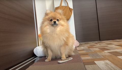 お座りワンコアップ