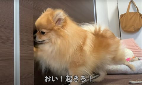 おい起きろテロップ
