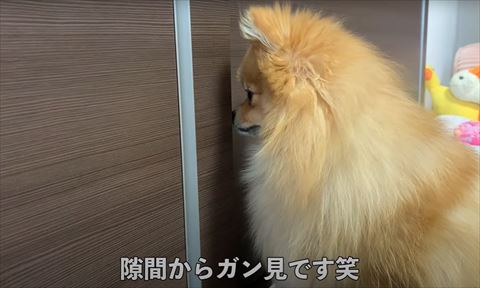 隙間からガン見テロップ