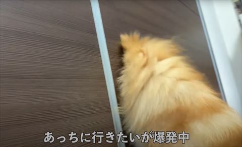あっちに行きたいが爆発テロップ
