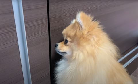 隙間のぞくワンコ