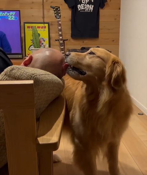 パパの頭をなでるワンコ