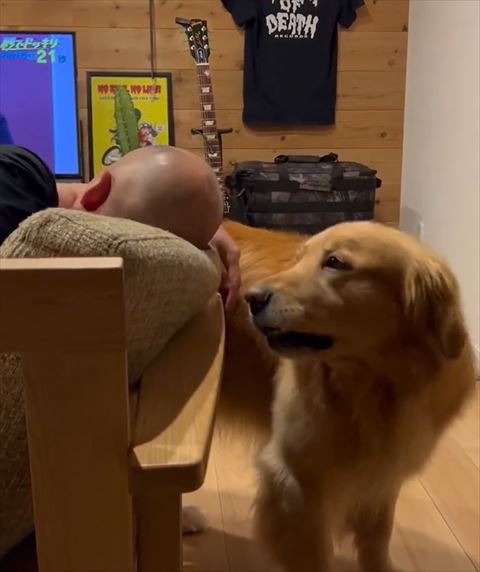 体を引くワンコ