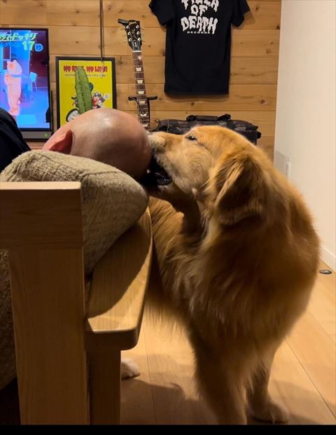 パパの頭をかむワンコ